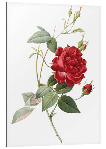 Tableau en aluminium Rosa indica cruenta