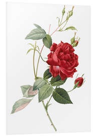 Foam board print Rosa indica cruenta