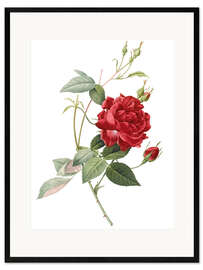 Framed art print Rosa indica cruenta