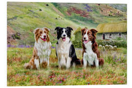 Foam board print Border Collies