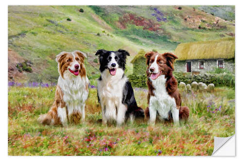 Wall sticker Border Collies