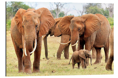 Alumiinitaulu Playful elephant baby with family