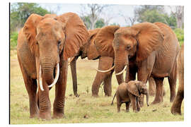 Aluminiumtavla Playful elephant baby with family