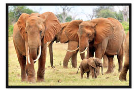 Gerahmter Kunstdruck Verspieltes Elefantenbaby mit Familie