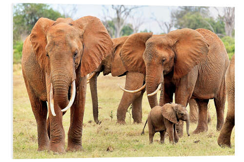 Foam board print Playful elephant baby with family