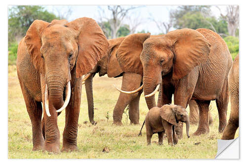 Naklejka na ścianę Playful elephant baby with family