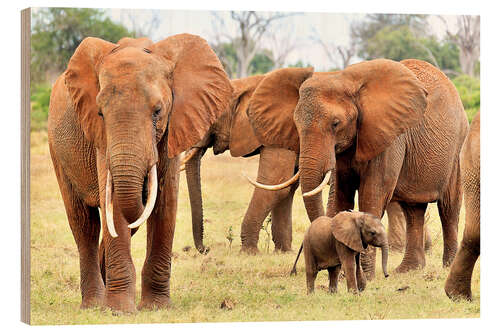 Hout print Playful elephant baby with family