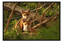 Gerahmter Kunstdruck Junge Füchse am Bau