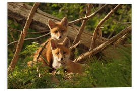 Foam board print Young foxes