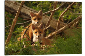 Galleriprint Young foxes