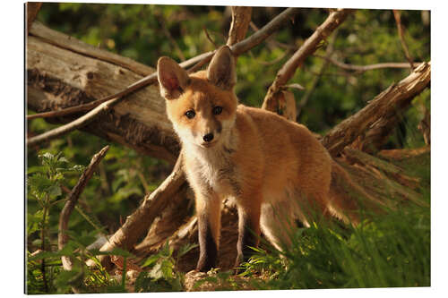 Galleriprint little red fox