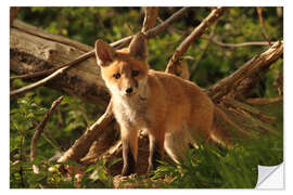 Selvklebende plakat little red fox