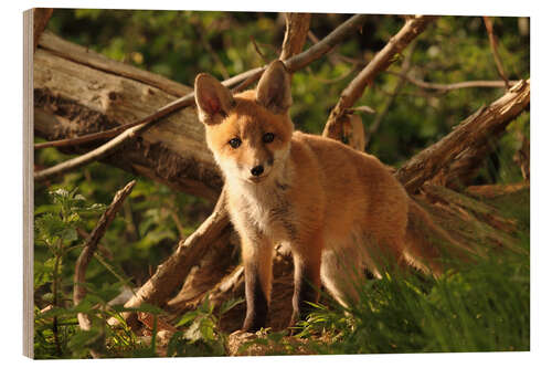 Puutaulu little red fox