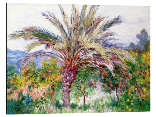 Aluminium print Palm tree at Bordighera