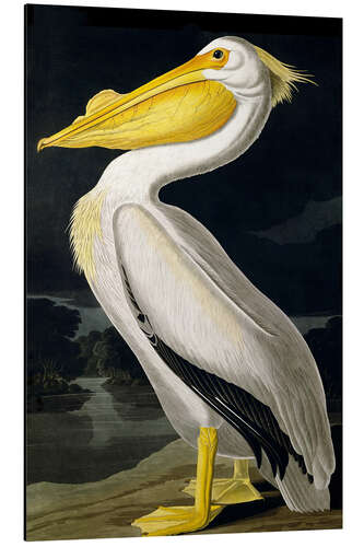 Alumiinitaulu American White Pelican from "Birds of America"