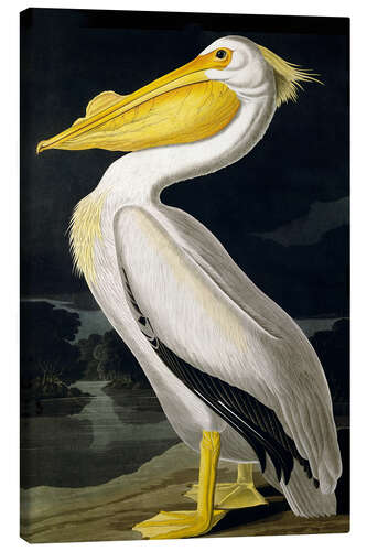 Canvas print American white Pelican