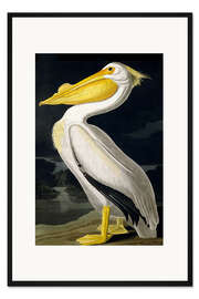 Gerahmter Kunstdruck Amerikanischer weißer Pelikan aus "Birds of America"