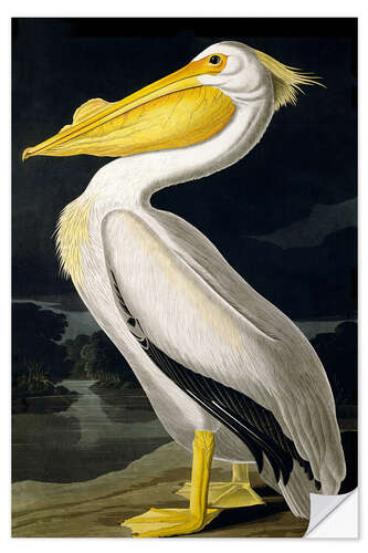 Wall sticker American white Pelican