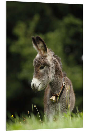 Aluminium print little donkey