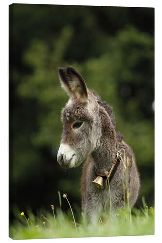 Canvas print little donkey