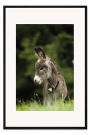 Gerahmter Kunstdruck kleiner Esel