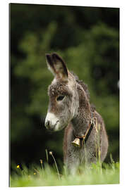 Gallery print little donkey