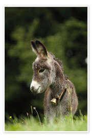 Plakat  little donkey - Uwe Fuchs