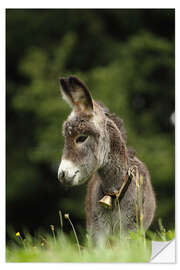 Naklejka na ścianę little donkey