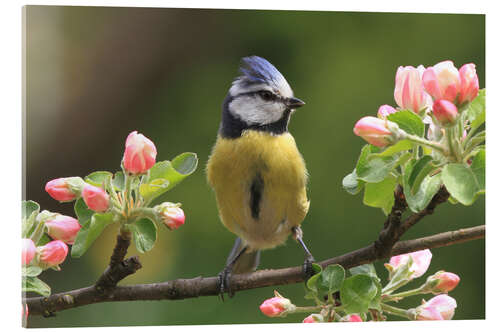 Akrylbilde Blue Tit on Apple Blossoms I