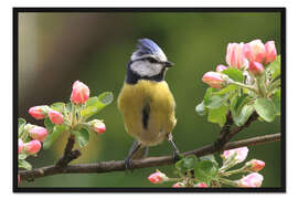 Gerahmter Kunstdruck Blaumeise mit Apfelblüten I