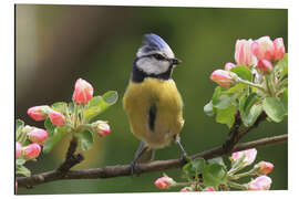 Magnettafel Blaumeise mit Apfelblüten I