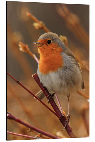 Quadro em alumínio Robin on a branch