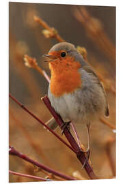 Foam board print Robin on a branch