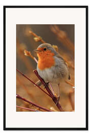 Gerahmter Kunstdruck Rotkehlchen auf einem Zweig