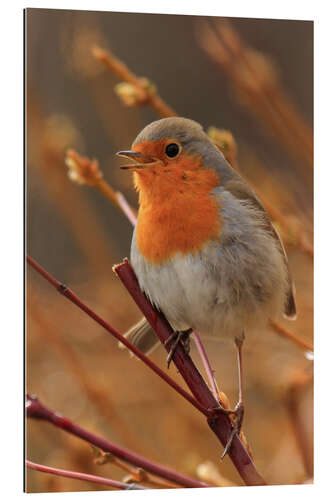 Gallery print Robin on a branch