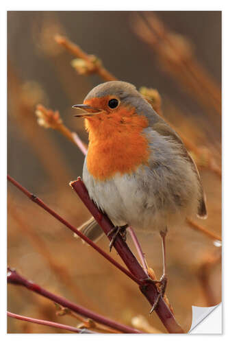 Selvklebende plakat Robin on a branch