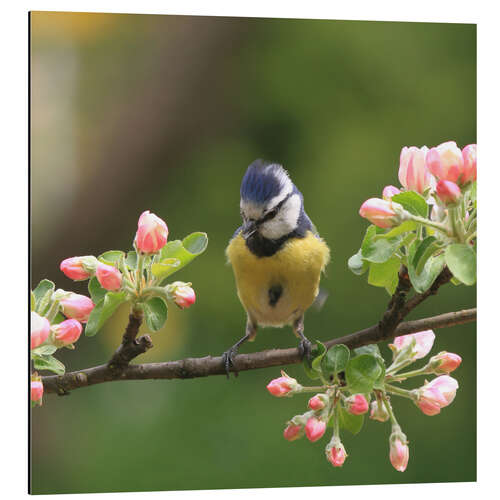 Stampa su alluminio Blue Tit with Apple Blossoms III