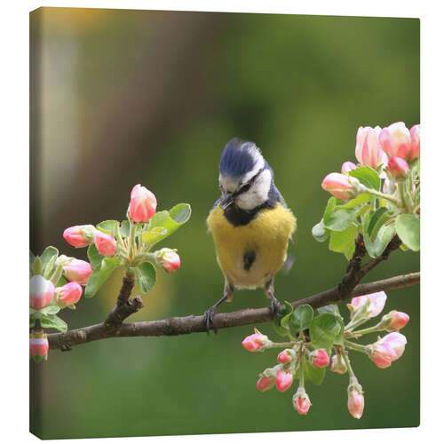 Canvastavla Blue Tit with Apple Blossoms III