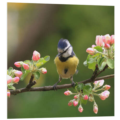 Foam board print Blue Tit with Apple Blossoms III