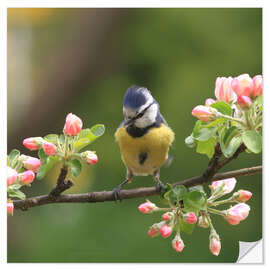 Selvklebende plakat Blue Tit with Apple Blossoms III