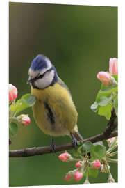 Foam board print Blue Tit with Apple Blossoms II