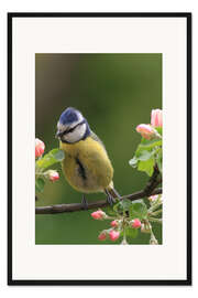 Gerahmter Kunstdruck Blaumeise mit Apfelblüten II