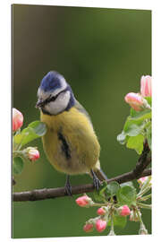 Gallery print Blue Tit with Apple Blossoms II