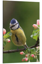 Magnettafel Blaumeise mit Apfelblüten II