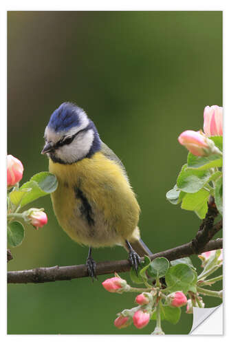 Vinilo para la pared Blue Tit with Apple Blossoms II