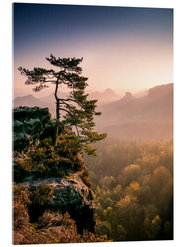 Stampa su vetro acrilico Lonely Tree at Sunrise