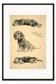 Gerahmter Kunstdruck Dandie Dinmont Welpen