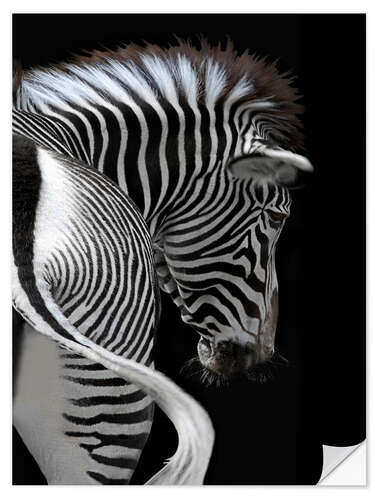 Selvklebende plakat african stripes II