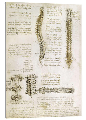 Stampa su plexi-alluminio La spina dorsale