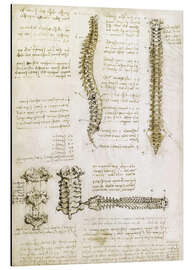 Magnettafel Die Wirbelsäule
